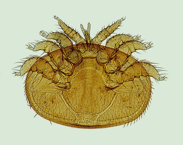 varroa 06