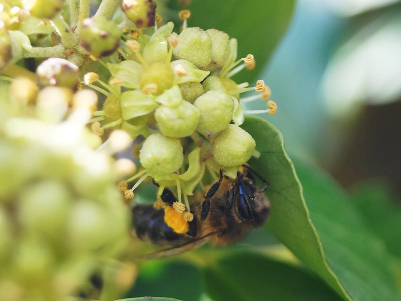 mahonia 03