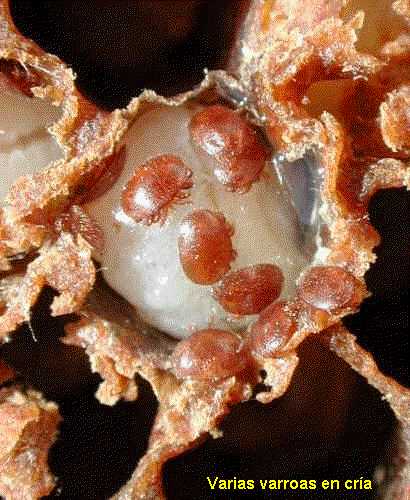 varroa 09