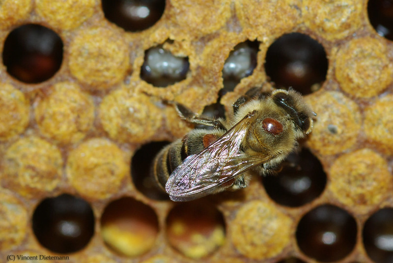 varroa 12