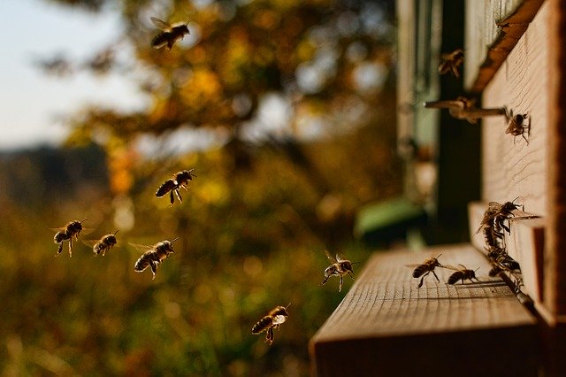včely před česnem a letákem 