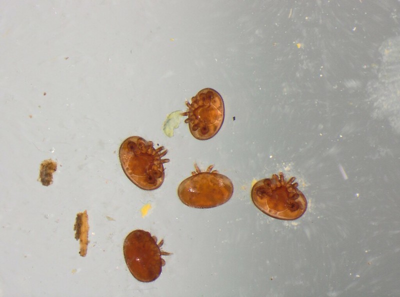 varroa 04