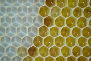 honeycomb-4920048_640.jpg