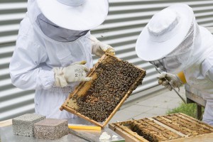 beekeeper-21650663_640.jpg