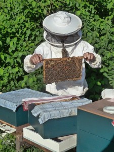 beekeeper-985082_640.jpg