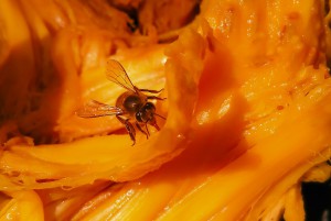 honey-bee-2283544_1280.jpg