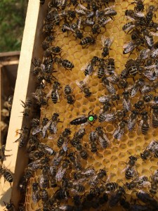honey-bees-4520250_1280.jpg