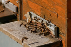 bee-colonies-4027054_1280.jpg