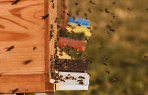 bee-colonies-4027005_640.jpg