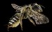 leafcutter-bee-908588_640